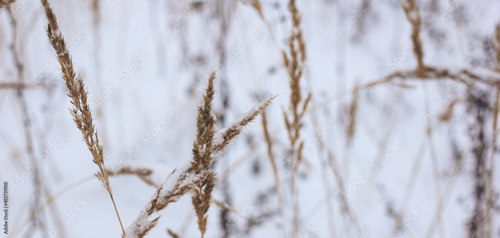Dry plant, grass on the white snow. Abstract natural winter banner with copy space. Wintertime. Selective focus. Dry plant, grass on the white snow. Abstract natural winter banner with copy space. Wintertime. Selective focus.