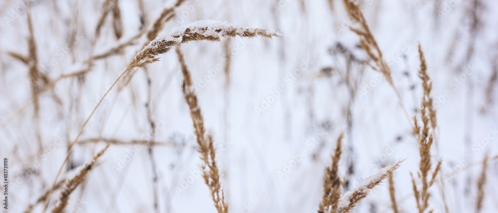 Dry plant, grass on the white snow. Abstract natural winter banner with copy space. Wintertime. Selective focus. Dry plant, grass on the white snow. Abstract natural winter banner with copy space. Wintertime. Selective focus.