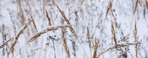 Dry plant, grass on the white snow. Abstract natural winter banner with copy space. Wintertime. Selective focus.