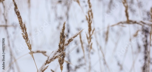 Dry plant  grass on the white snow. Abstract natural winter banner with copy space. Wintertime. Selective focus.