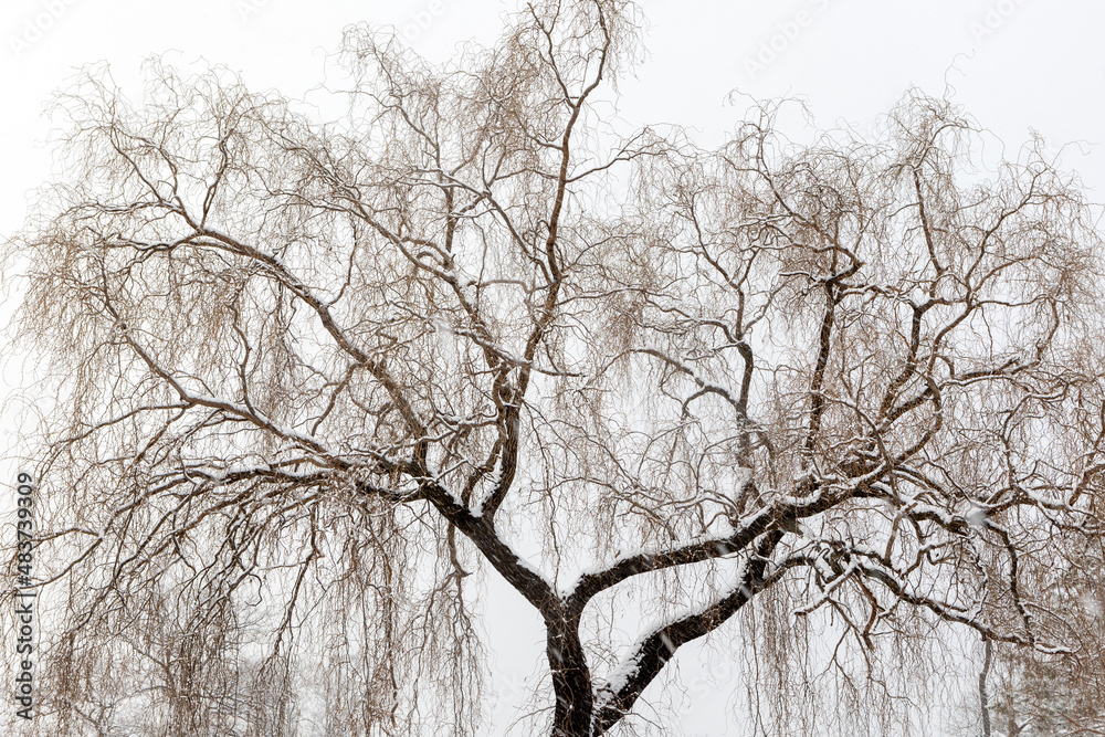 Obraz premium tree in snow winter