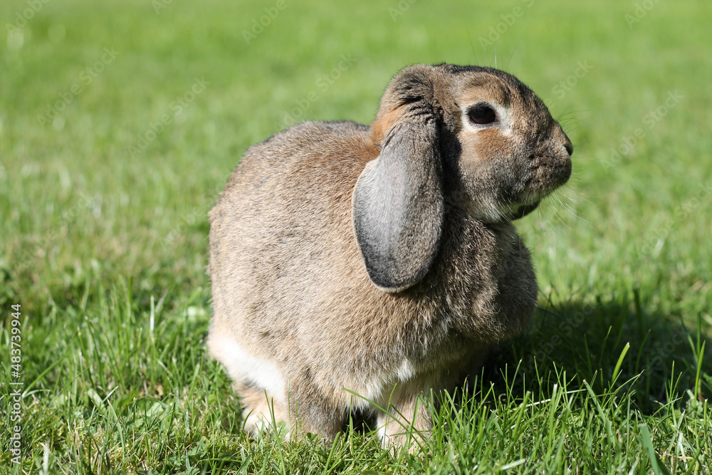 Brown Lop-earred rabbit on spring green grass background. Brown Lop-earred rabbit on spring green grass background.