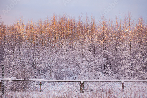the morning sun shines on the trees covered with snow, it's freezing outside