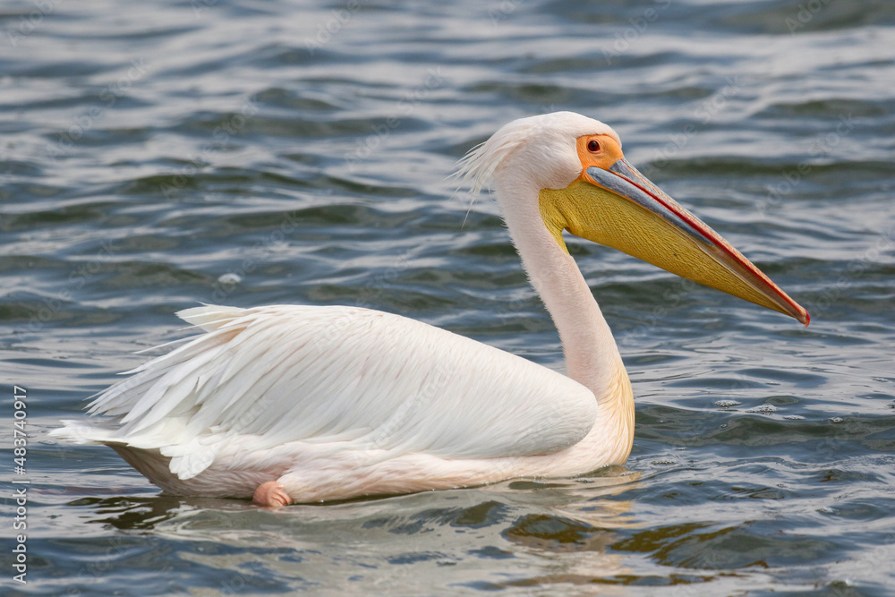 Great White Pelican, Walvis Bay, Namibia Great White Pelican, Walvis Bay, Namibia
