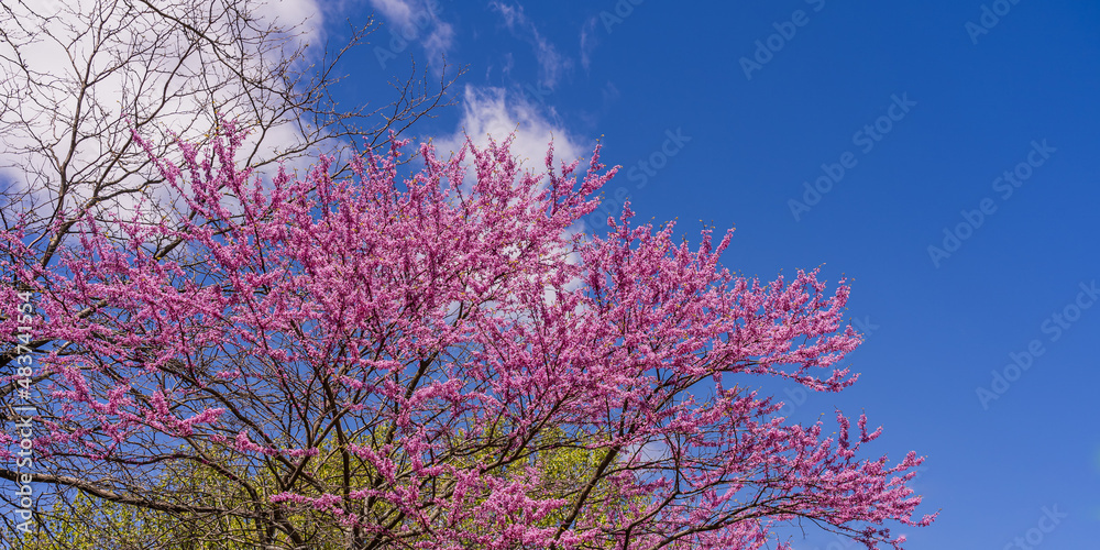 Pink flowers of a Judas tree without leaves against a blue sky with clouds in May