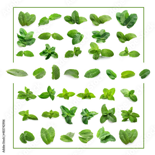 Green mint leaves on white background