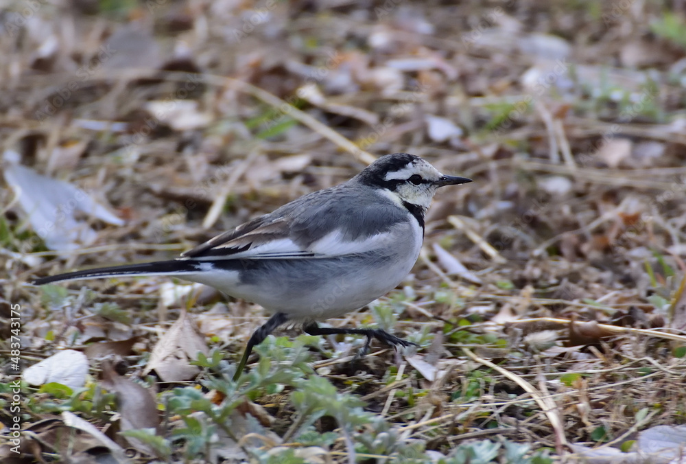 Obraz premium ハクセキレイ