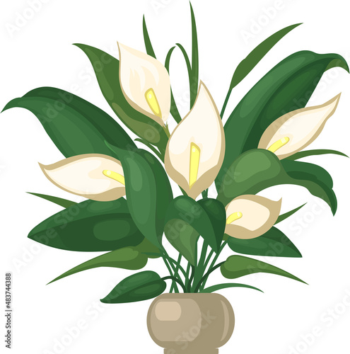 
Blooming spathiphyllum in a flower pot. Houseplant with white flowers