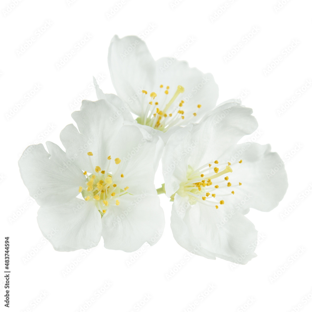 White cherry flowers isolated on white