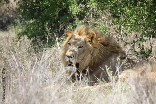 lion in the wild