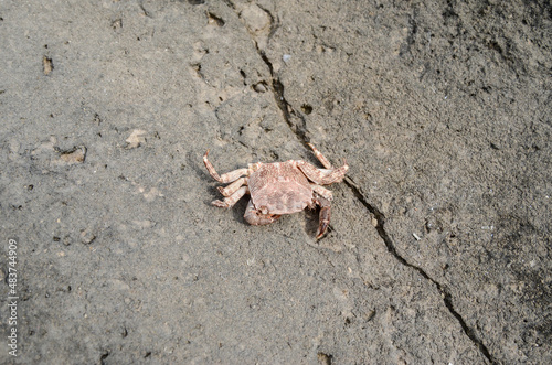 Crab on the stone