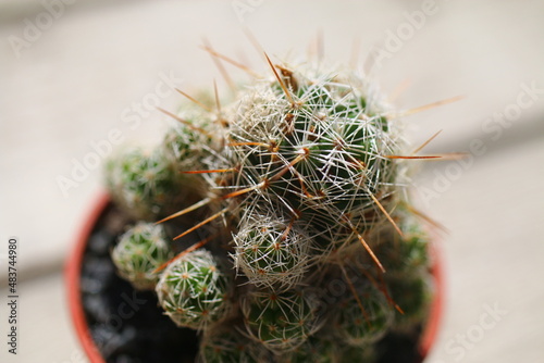 kaktus Mammillaria VETULA elongata Mamilaria gracilis photo