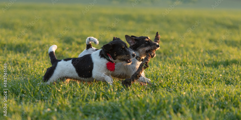 Two litte Jack Russell Terrier dogs run together across a green meadow and play and fight with a big branch.