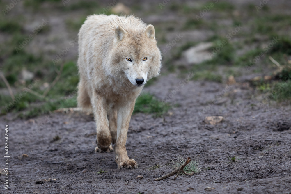 White wolf in the forest