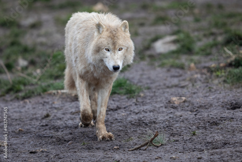 Obraz na płótnie White wolf in the forest w salonie