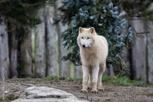 White wolf in the forest