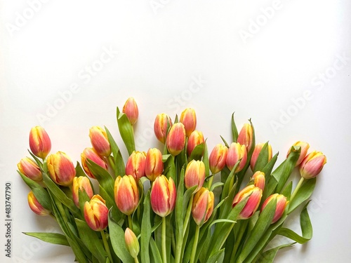 Red-yellow tulips on a light background