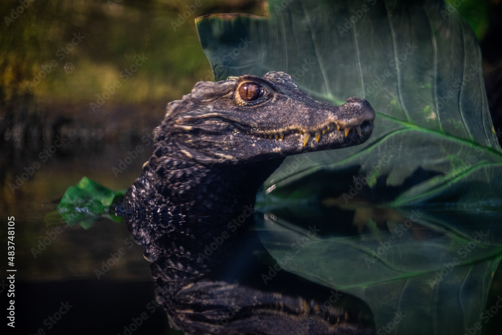 Portrait of a crocodile resting in the lake