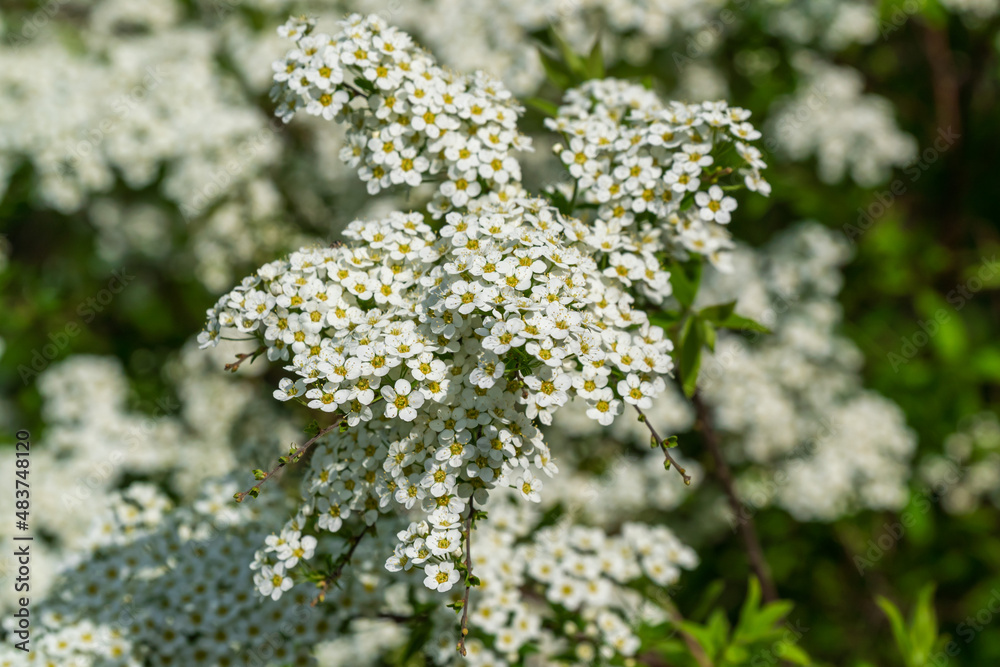 Russia. Kronstadt May 19, 2021. Bright white flowers bloomed on the bushes of spirea.