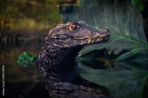 Obraz na płótnie Portrait of a crocodile resting in the lake w salonie
