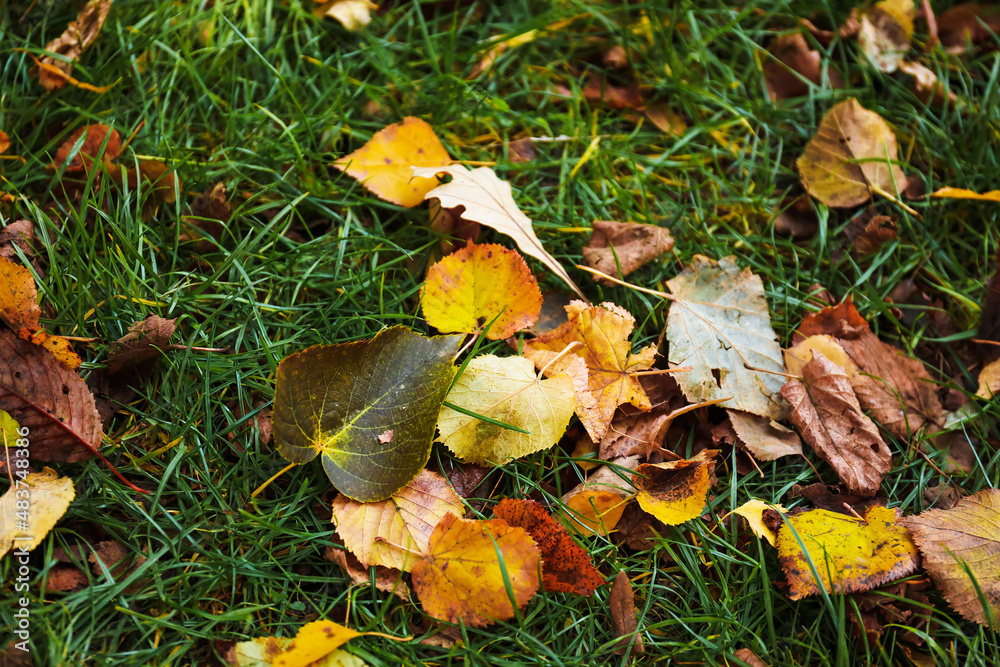 Different autumn leaves on green grass Different autumn leaves on green grass