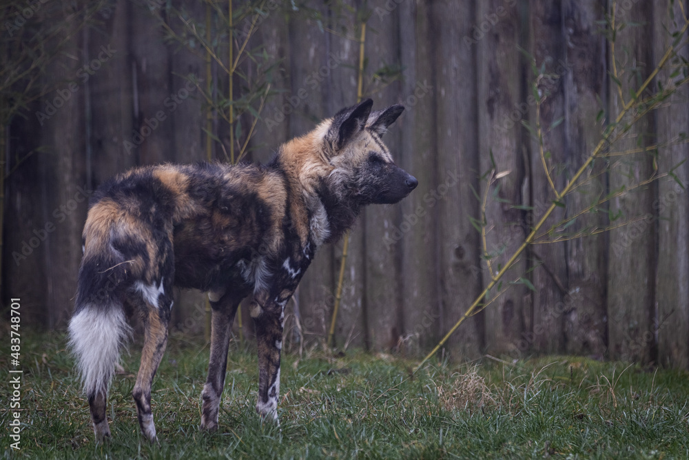 Wild dogs walking in the meadow