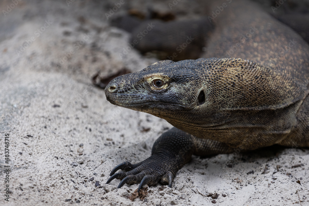Portrait of a komodo dragon in the beach