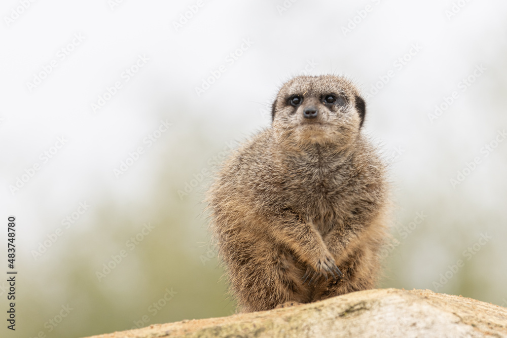 Portrait of a meerkat in the meadow