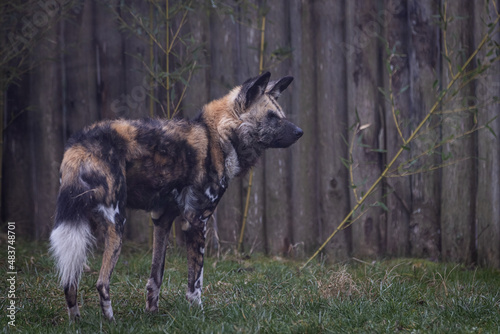 Obraz na płótnie Wild dogs walking in the meadow w salonie