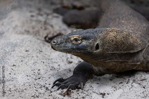Obraz na płótnie Portrait of a komodo dragon in the beach w salonie