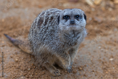 Obraz na płótnie Portrait of a meerkat in the meadow w salonie