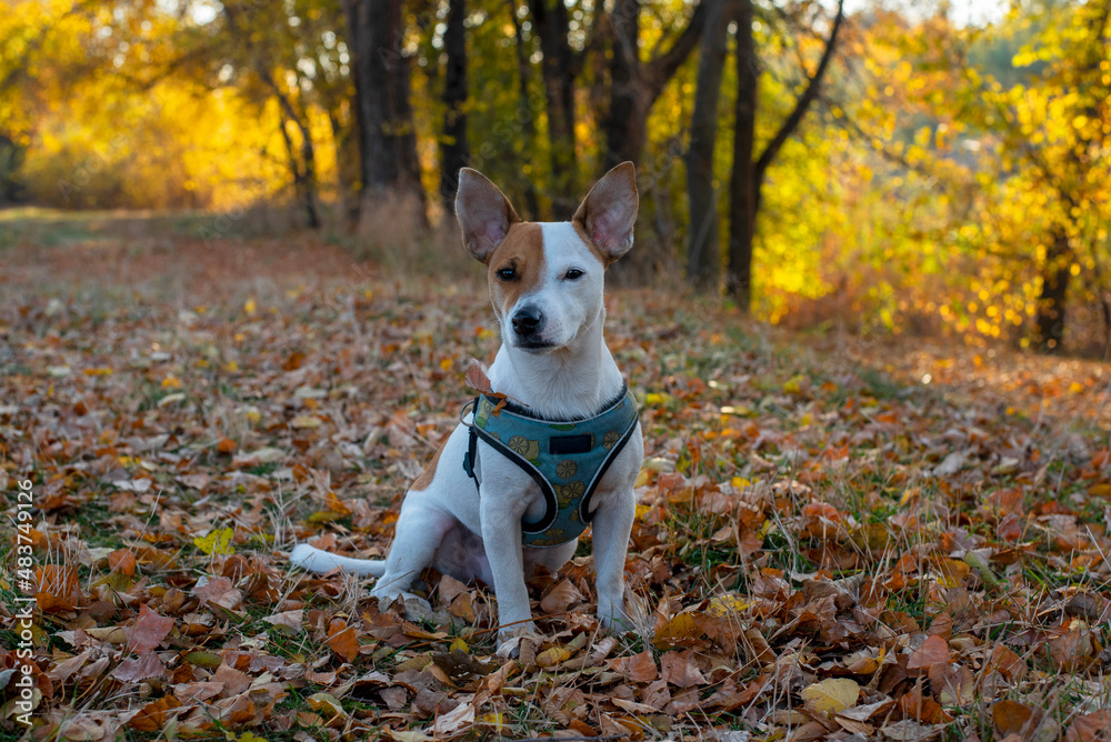 Dog in autumn forest Dog in autumn forest