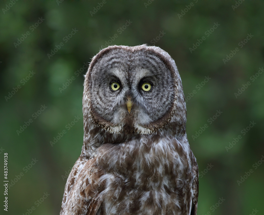face of great gray owl in nature face of great gray owl in nature