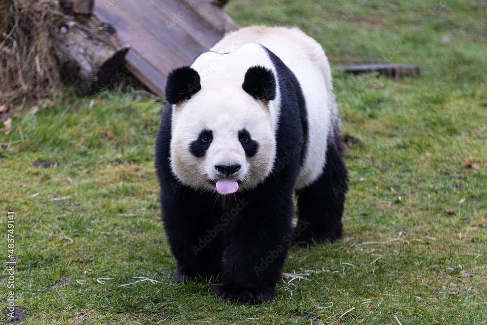 Portrait of a panda in the meadow