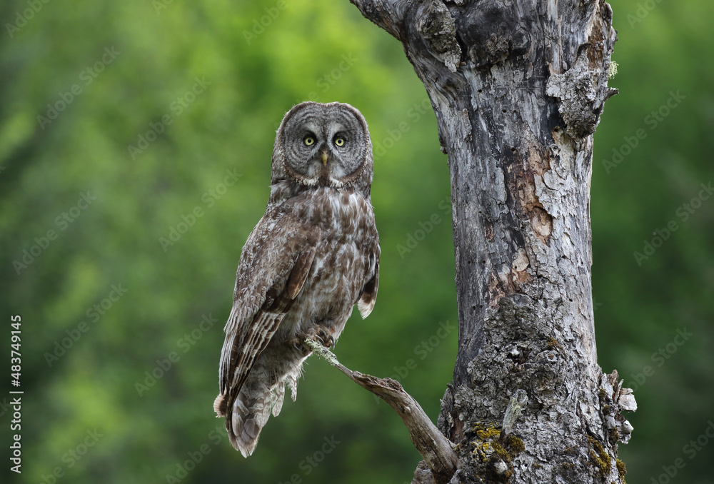 great gray owl in forest