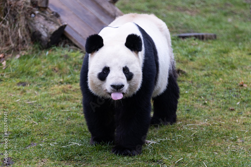 Obraz na płótnie Portrait of a panda in the meadow w salonie