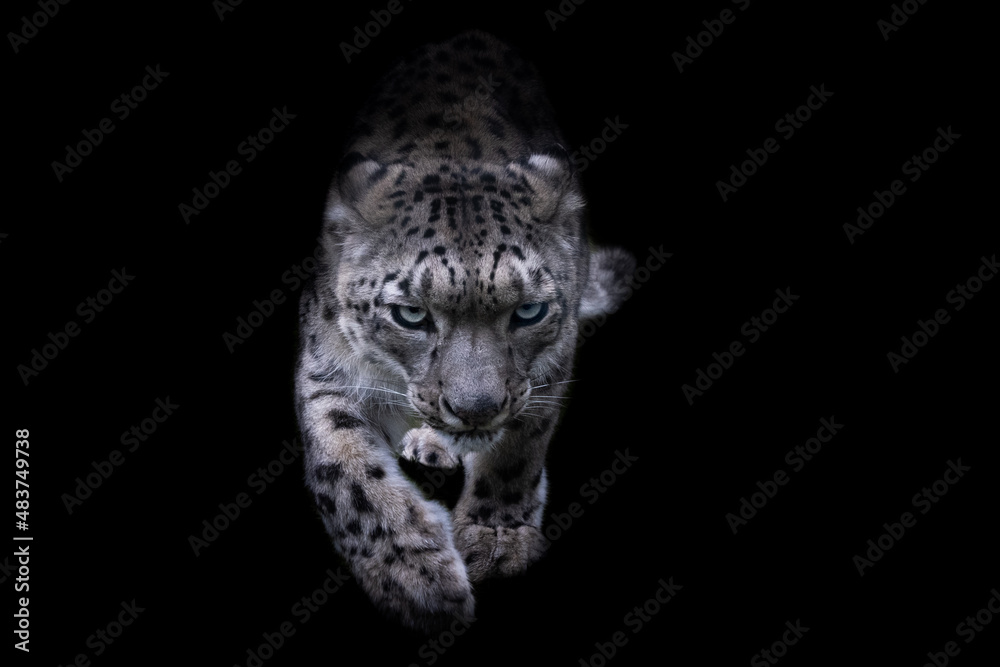 Portrait of a snow leopard with a black background