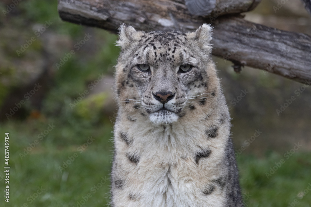 Obraz premium Portrait of a snow leopard in the meadow