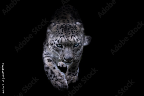 Obraz na płótnie Portrait of a snow leopard with a black background w salonie