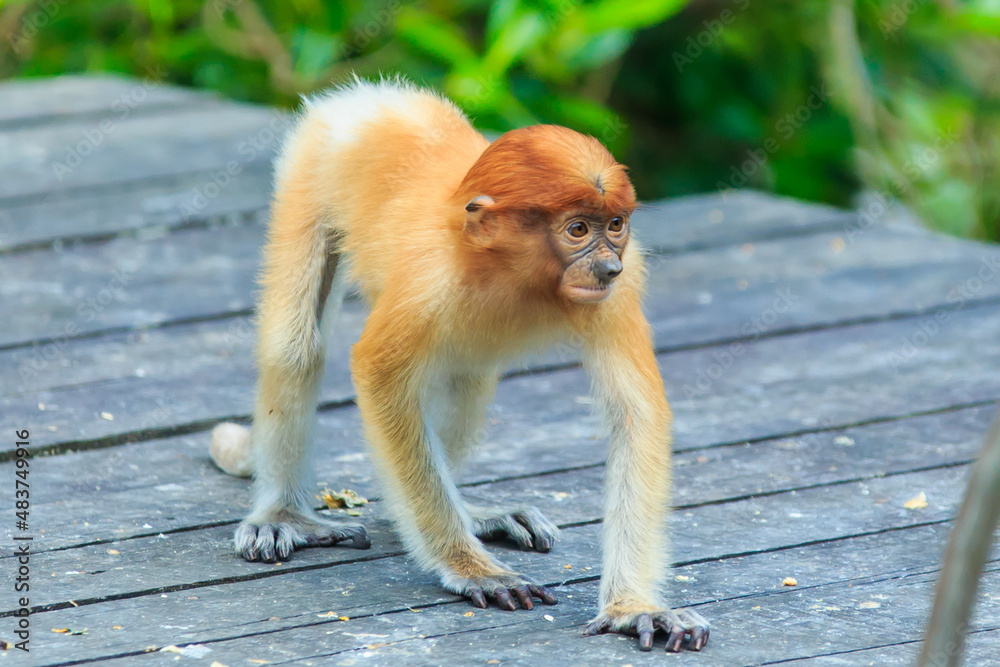 Fototapeta premium proboscis monkey or nasalis larvatus