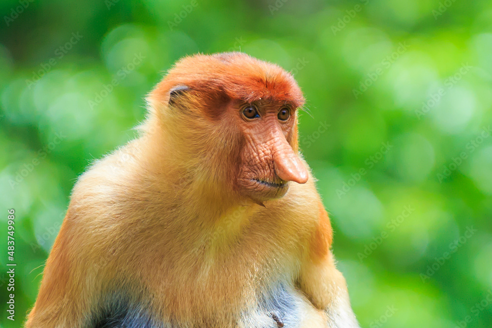 Fototapeta premium proboscis monkey or nasalis larvatus