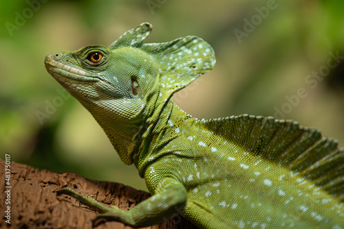 Εκτύπωση καμβά A closeup shot of a green common basilisk on a blurred background