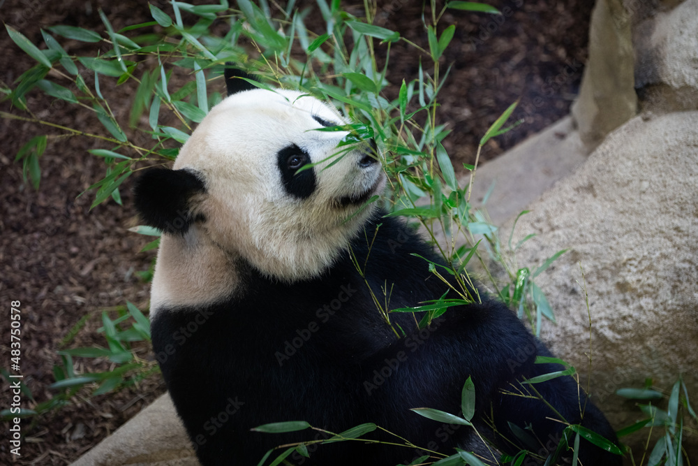 Panda eating bamboo in the forest