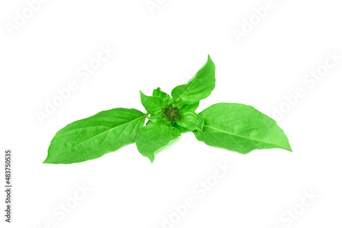 basil leaf isolated on white background.