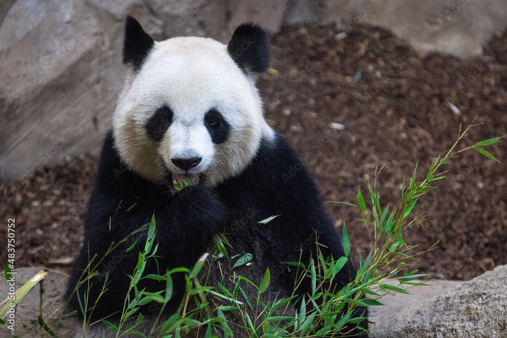 Panda eating bamboo in the forest