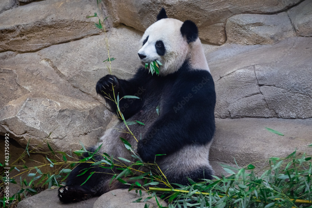 Panda eating bamboo in the forest