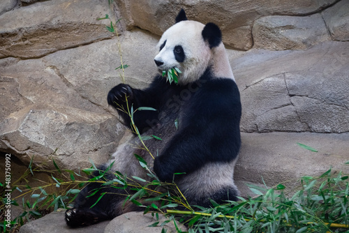 Obraz na płótnie Panda eating bamboo in the forest w salonie