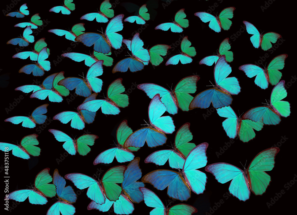 Many tropical morpho butterflies flying on a black background. Design for drawing on fabric. 