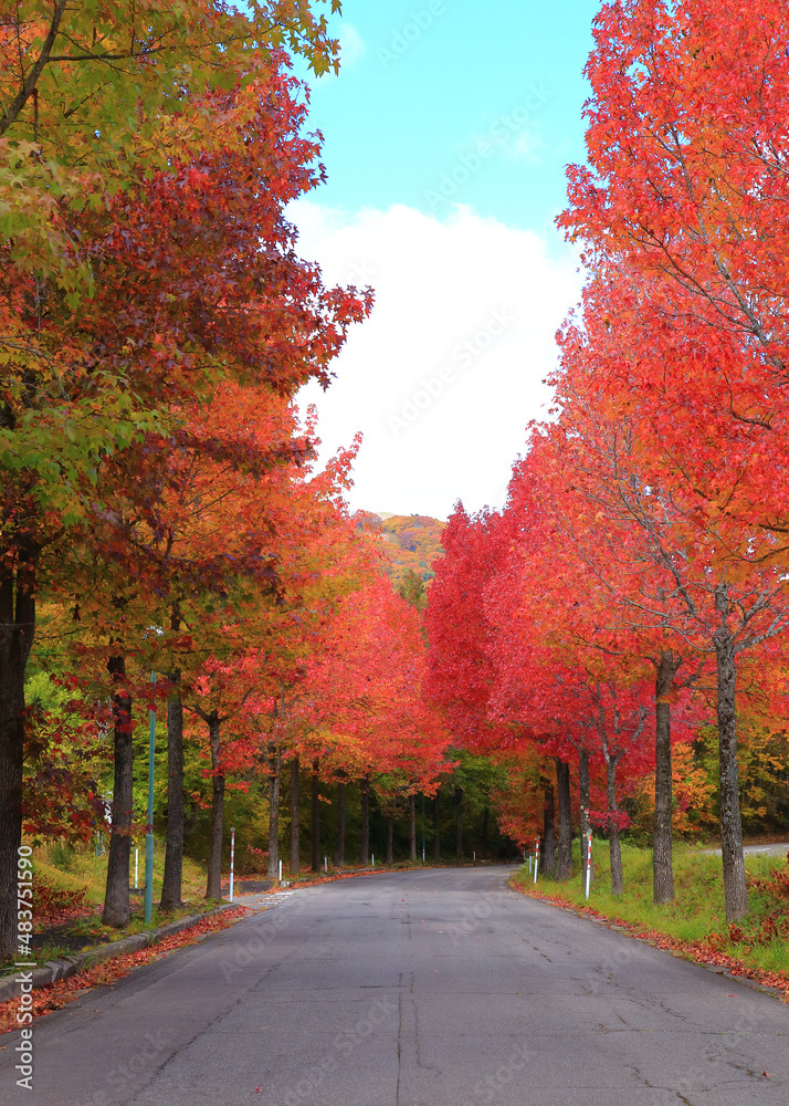 紅葉が美しい田舎の道