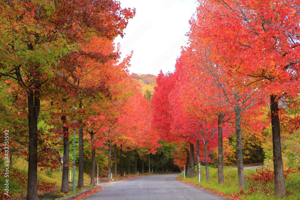 Fototapeta premium 紅葉が美しい田舎の道